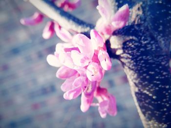 Close-up of pink flowers