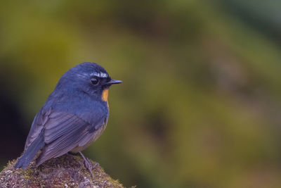 Close-up of bird perching