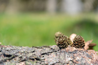 Close-up of snail on land