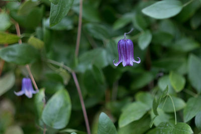 Close-up of purple flowering plant