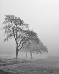 Bare tree on field against sky