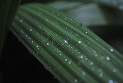 Close-up of wet plant leaves during rainy season