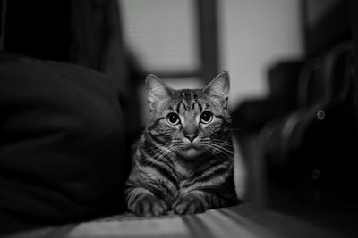 Close-up portrait of cat