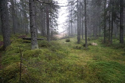 Trees in forest