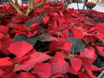 Close-up of red leaves on plant