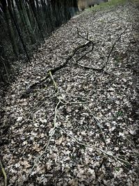 Full frame shot of cracked field