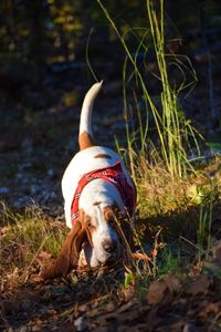 Basset hound