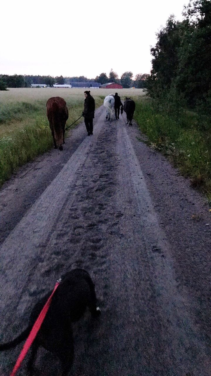 animal themes, domestic animals, mammal, livestock, the way forward, road, rear view, landscape, nature, pets, cow, one animal, day, sky, real people, outdoors, scenics, clear sky, tree, grass, beauty in nature