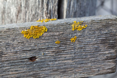 Close-up of yellow flower growing on tree trunk