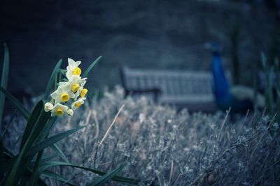 Daffodils blooming at park