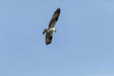 Low angle view of eagle flying in sky