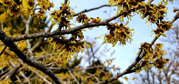 Low angle view of flowering tree branches against sky