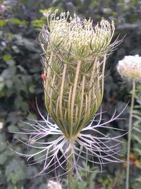 Close up of cactus flower