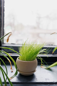 Close-up of potted plant on table