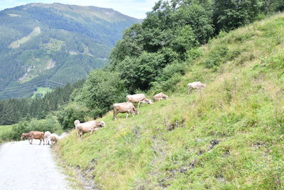 View of sheep on landscape