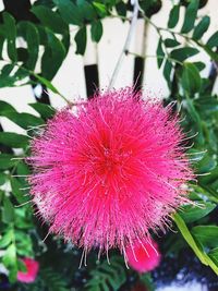 Close-up of pink flowers
