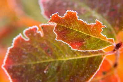 Beautiful red aronia leaves with a frosty edge. morning scenery in the garden. 