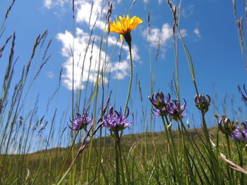 Close-up of purple flowering plants on field against sky