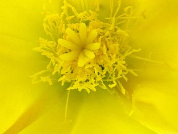 Close-up of yellow flower