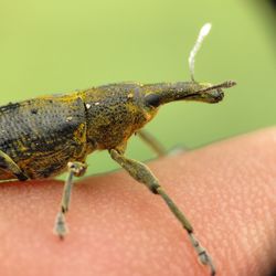 Close-up of insect