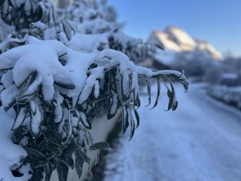winter