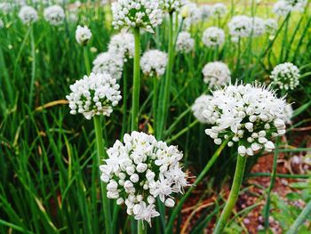 High angle view of white allium flowers growing on field