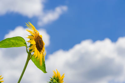 Close-up of yellow flowering plant against sky