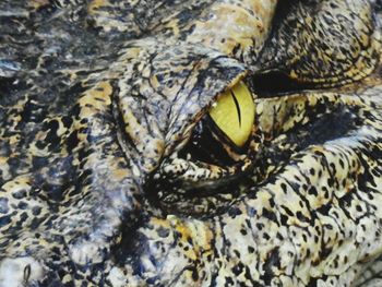 High angle view of crocodile in water