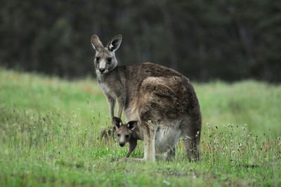 Kangaroo standing on field