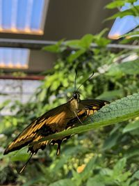 Close-up of butterfly on leaf