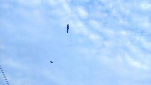 Low angle view of eagle flying against sky