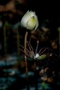 Close-up of flower