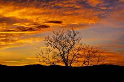 Silhouette bare tree against orange sky