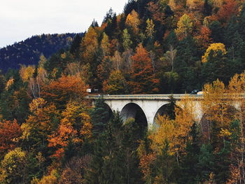 Arch bridge over trees during autumn