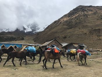 Horses on mountain against sky