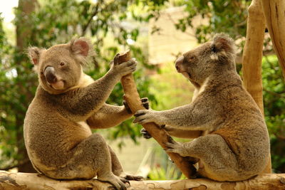 Side view of koalas sitting on branch