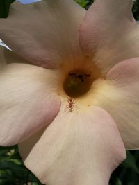 Close-up of flower