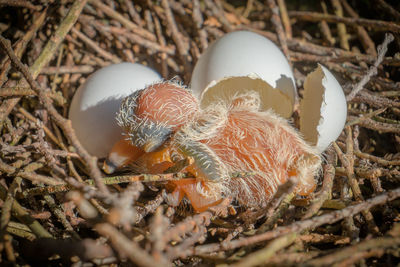 View of birds in nest