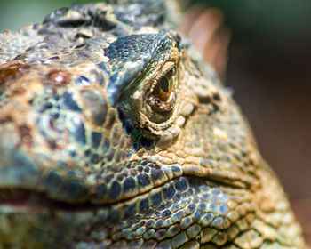 Close-up of lizard