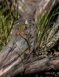 Close-up of lizard on tree stump