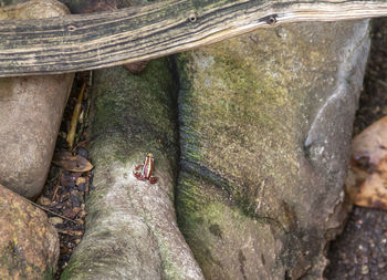 High angle view of leaf on tree trunk