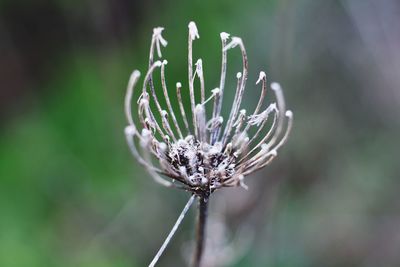 The blooming process