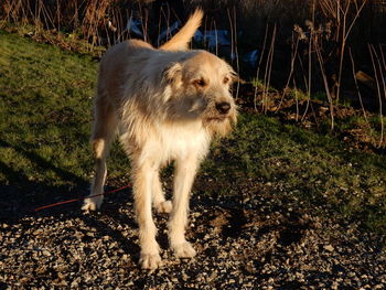 Dog on field