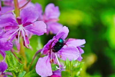 Close-up of bee pollinating on pink flower