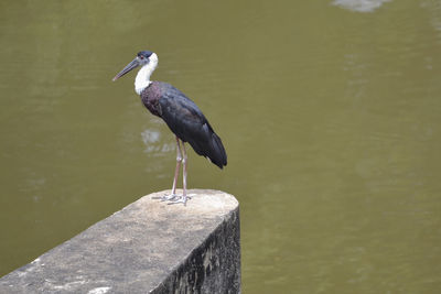 Bird on lake