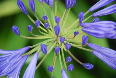 Close-up of purple flowers blooming outdoors