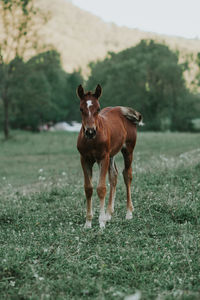 Portrait of foal standing on grassy field