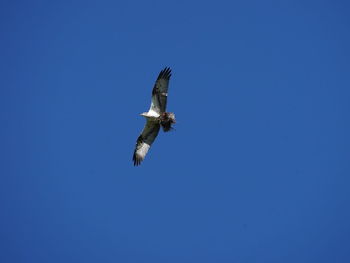 Low angle view of eagle flying in sky