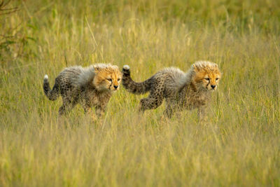 Two cheetah cubs walk through grass together