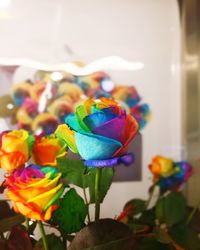 Close-up of colorful flowers